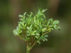 von Phytoplasmen verursachte Phyllodie: die Rückbildung von Hochblättern oder Blütenteilen zu gewöhnlichen grünen Laubblättern